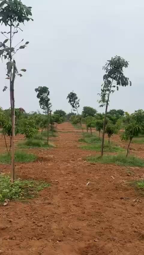 Farm land jinnaram